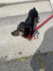 Found/Stray Female Dog last seen Bruceville rd, Elk Grove, CA 95758