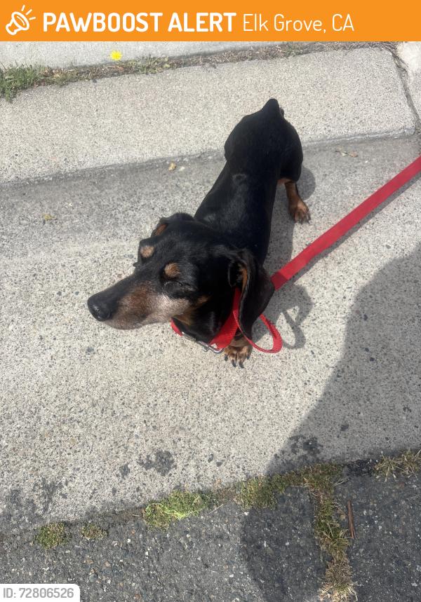 Found/Stray Female Dog last seen Bruceville rd, Elk Grove, CA 95758