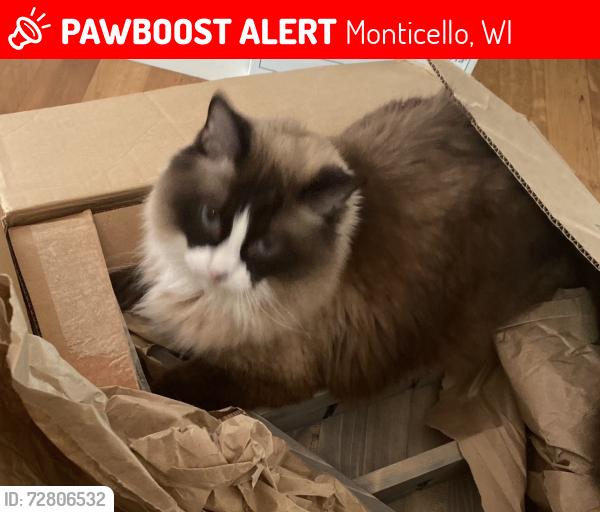 Lost Male Cat last seen Near Montesian Court Monticello WI 53570, Monticello, WI 53570