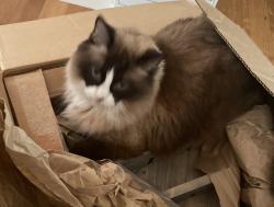 Lost Male Cat last seen Near Montesian Court Monticello WI 53570, Monticello, WI 53570