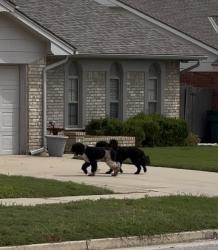 Found/Stray Unknown Dog last seen Sw 89th and Penn , Oklahoma City, OK 73159