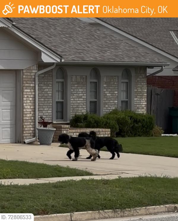 Found/Stray Unknown Dog last seen Sw 89th and Penn , Oklahoma City, OK 73159