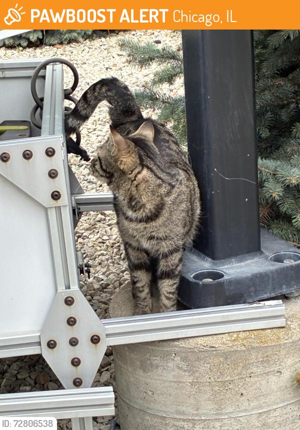 Found/Stray Unknown Cat last seen Near speer academy , Chicago, IL 60639