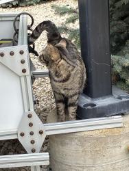 Found/Stray Unknown Cat last seen Near speer academy , Chicago, IL 60639