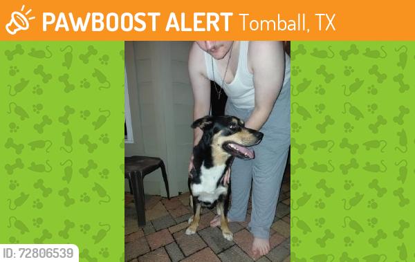 Found/Stray Male Dog last seen Memorial Springs Subdivision, Tomball, TX 77375