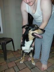 Found/Stray Male Dog last seen Memorial Springs Subdivision, Tomball, TX 77375