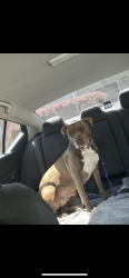 Lost Female Dog last seen Dorchester rd/parlor drive/ladson rd/midland parkway, Ladson, SC 29456
