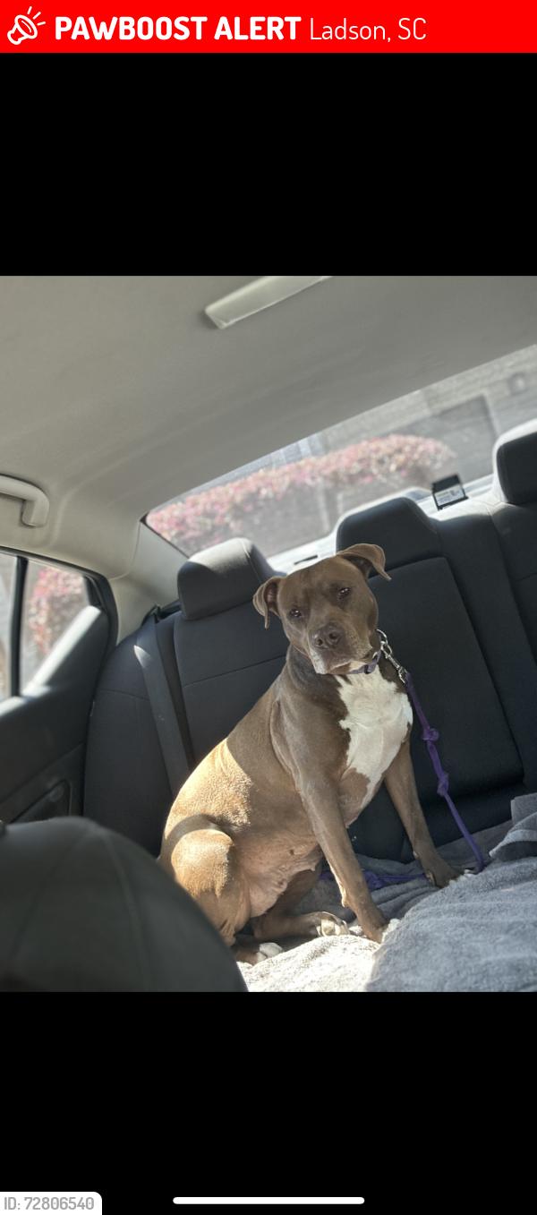 Lost Female Dog last seen Dorchester rd/parlor drive/ladson rd/midland parkway, Ladson, SC 29456
