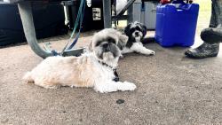 Lost Male Dog last seen First Colony Elementary School , Sugar Land, TX 77479