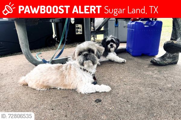 Lost Male Dog last seen First Colony Elementary School , Sugar Land, TX 77479