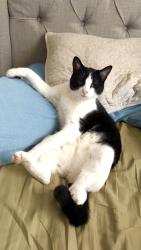 Lost Female Cat last seen Dressel elementary school, off of Musik Rd/Telegrpah, Concord, MO 63123