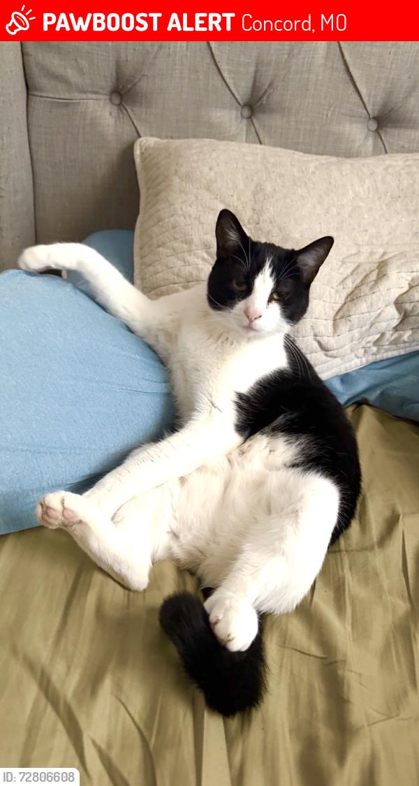 Lost Female Cat last seen Dressel elementary school, off of Musik Rd/Telegrpah, Concord, MO 63123