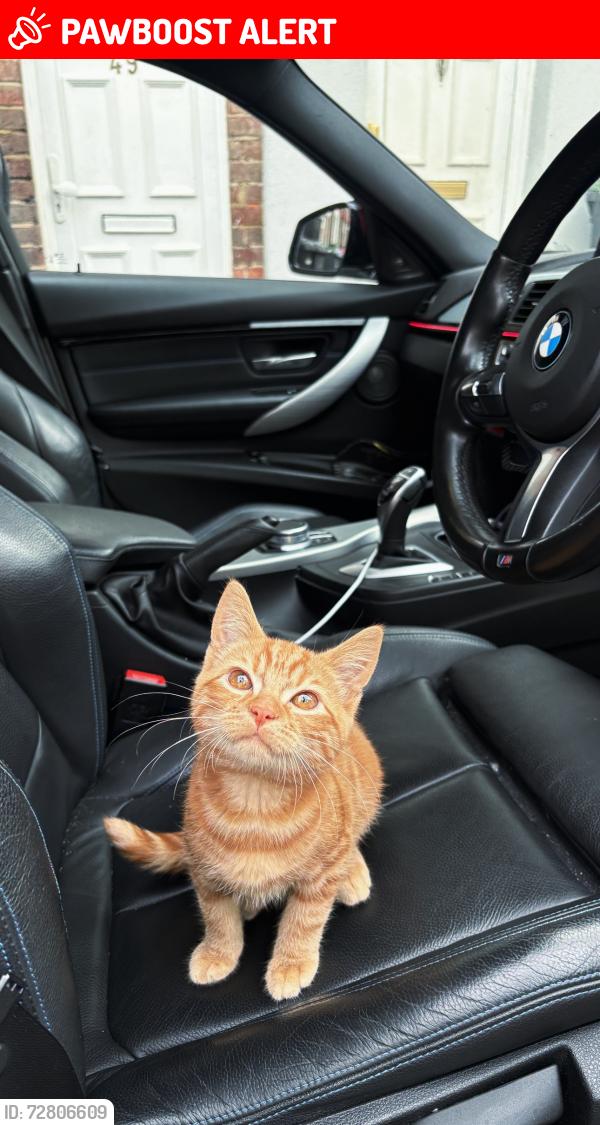 Lost Male Cat last seen Stanley Street lu1 5an, Chapel Langley, England LU1 5AN