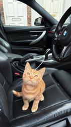 Lost Male Cat last seen Stanley Street lu1 5an, Chapel Langley, England LU1 5AN