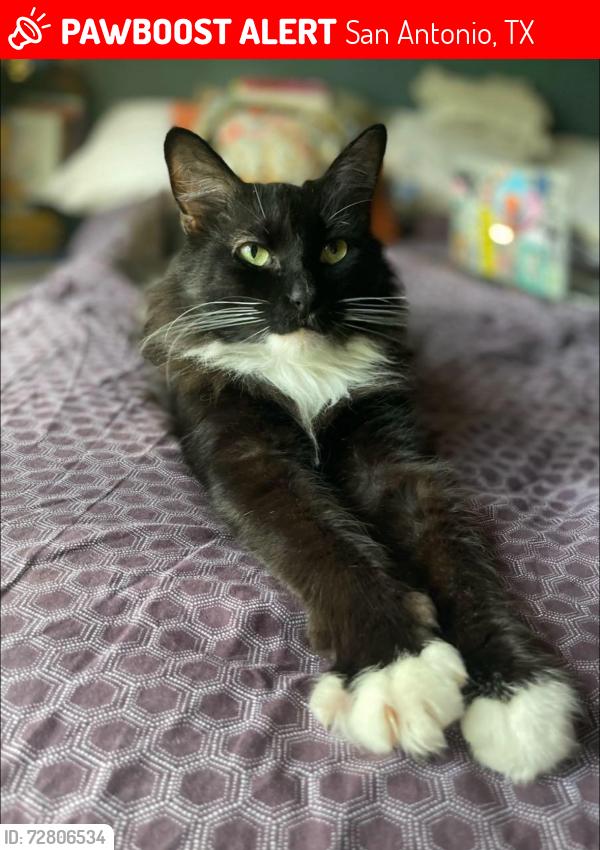 Lost Male Cat last seen Harry Wurzbach & Rittiman, San Antonio, TX 78209