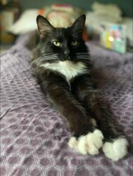 Lost Male Cat last seen Harry Wurzbach & Rittiman, San Antonio, TX 78209