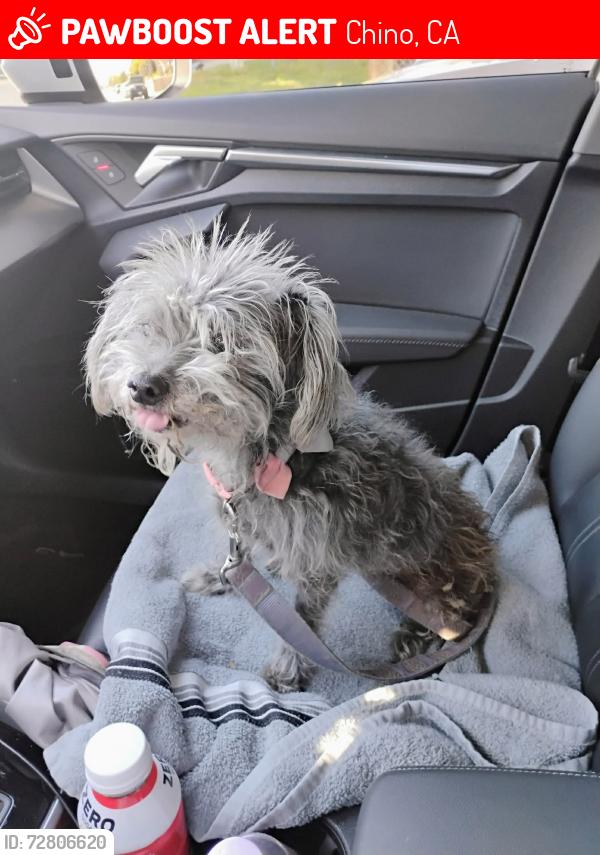 Lost Female Dog last seen 2nd St & D St CHINO CA , Chino, CA 91710