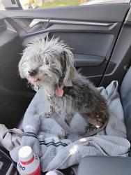 Lost Female Dog last seen 2nd St & D St CHINO CA , Chino, CA 91710