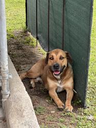 Found/Stray Male Dog last seen Bellaire Texas , Bellaire, TX 77401