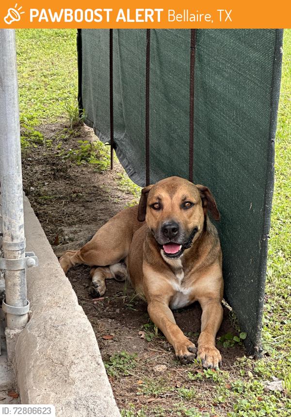 Found/Stray Male Dog last seen Bellaire Texas , Bellaire, TX 77401