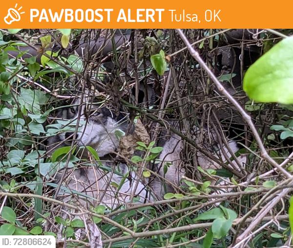 Found/Stray Unknown Dog last seen 68th St. North and Trenton in Turley, Tulsa, OK 74126