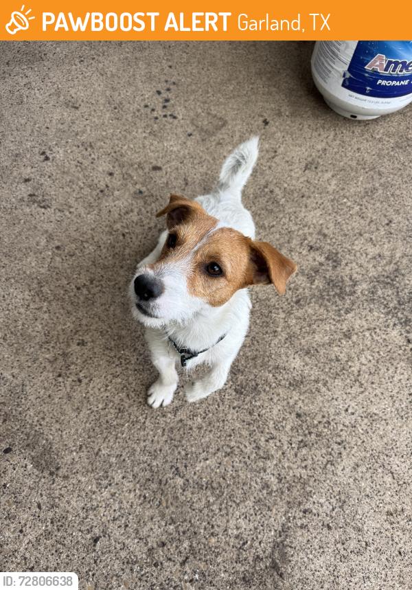 Found/Stray Male Dog last seen Forestridge Elm School, Garland, TX 75042