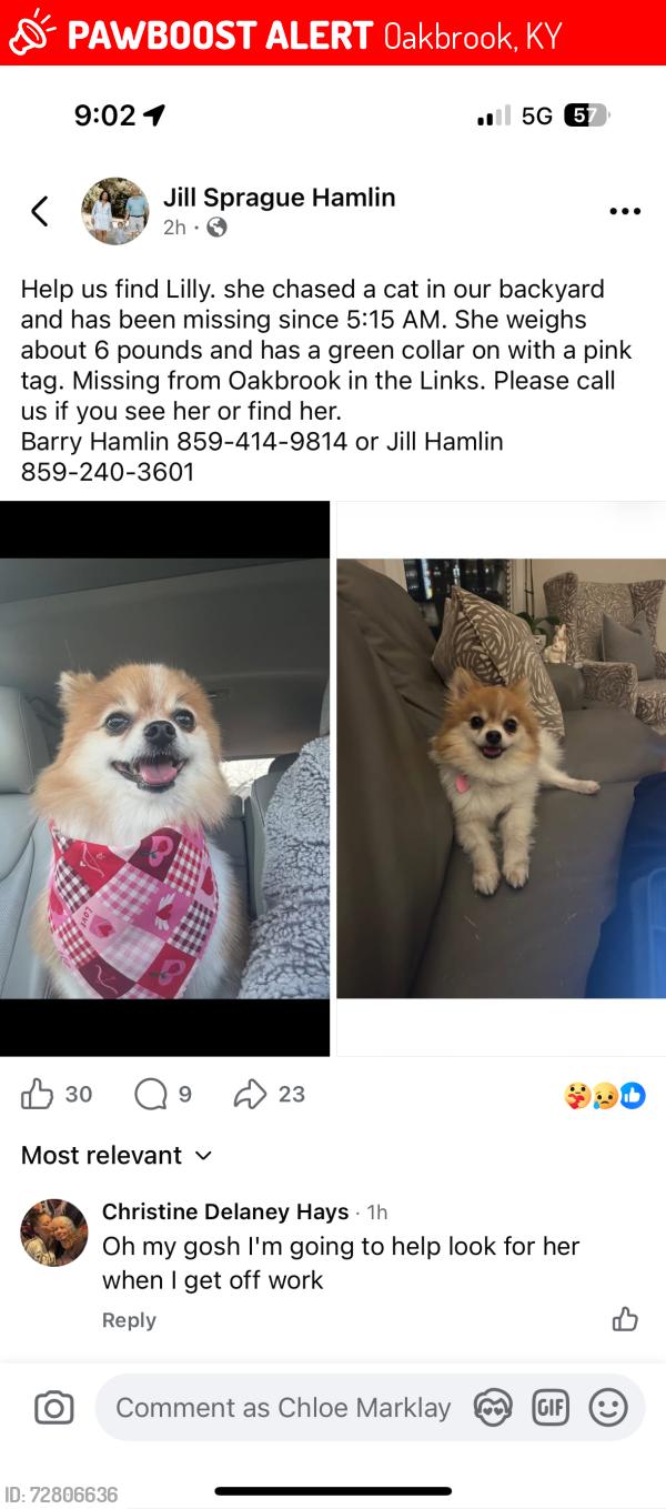 Lost Female Dog last seen The Links , Oakbrook, KY 41042