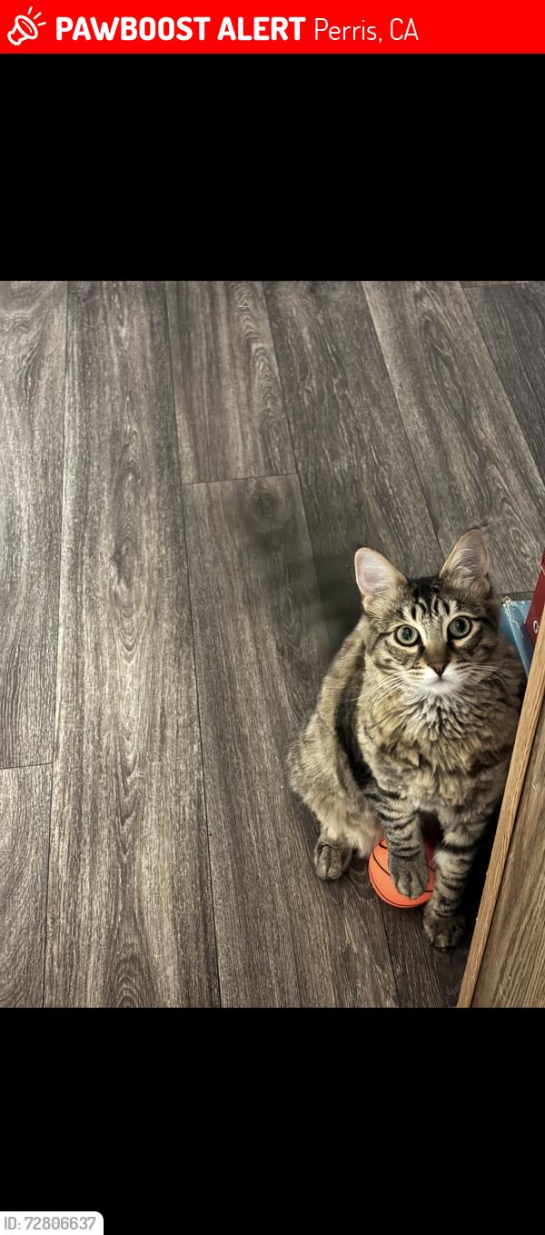 Lost Male Cat last seen Perris and San jacinto, Perris, CA 92571