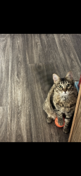 Lost Male Cat last seen Perris and San jacinto, Perris, CA 92571