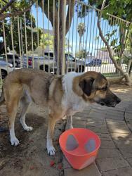 Found/Stray Female Dog last seen Felspar and Gresham, San Diego, CA 92109