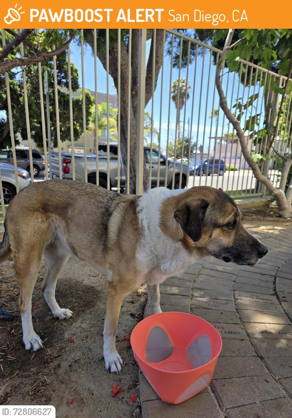 Found/Stray Female Dog last seen Felspar and Gresham, San Diego, CA 92109