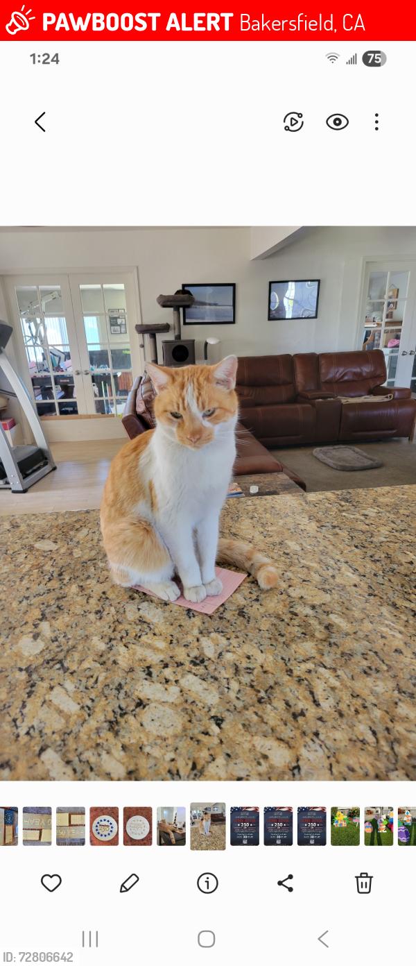 Lost Male Cat last seen Nottingham, Bakersfield, CA 93309