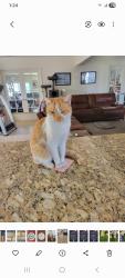 Lost Male Cat last seen Nottingham, Bakersfield, CA 93309