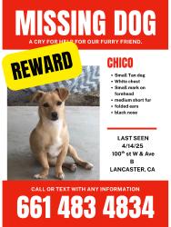 Lost Male Dog last seen 100th st W Ave B, Los Angeles County, CA 93536
