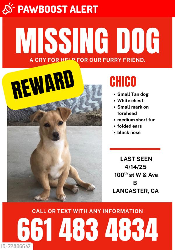 Lost Male Dog last seen 100th st W Ave B, Los Angeles County, CA 93536