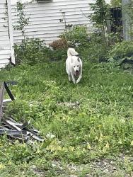 Found/Stray Unknown Dog last seen Tom cherrys , Muncie, IN 47302