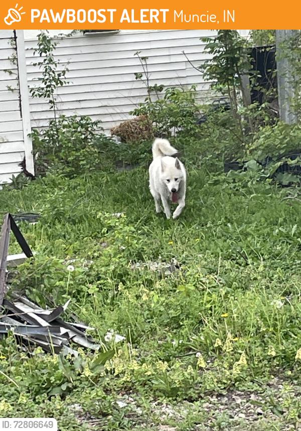 Found/Stray Unknown Dog last seen Tom cherrys , Muncie, IN 47302
