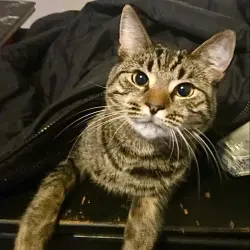 Lost Female Cat last seen Charlie Daniels Park entrance, Willow Creek side, Mt. Juliet, TN 37122