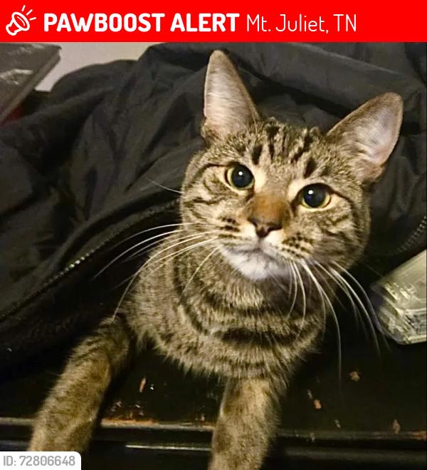 Lost Female Cat last seen Charlie Daniels Park entrance, Willow Creek side, Mt. Juliet, TN 37122