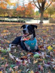Lost Male Dog last seen Harris Teeter parking lot, 358 George W Liles Pkwy, Concord, NC 28027, Concord, NC 28027