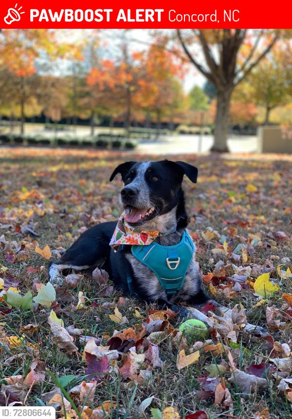 Lost Male Dog last seen Harris Teeter parking lot, 358 George W Liles Pkwy, Concord, NC 28027, Concord, NC 28027