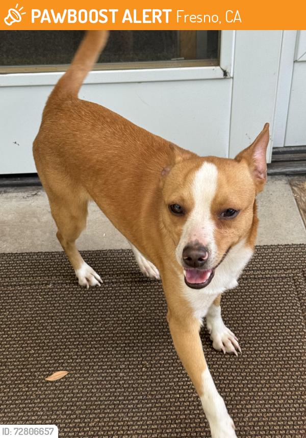 Found/Stray Male Dog last seen Bullard and 8th, near cedar Ave , Fresno, CA 93710