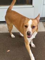 Found/Stray Male Dog last seen Bullard and 8th, near cedar Ave , Fresno, CA 93710