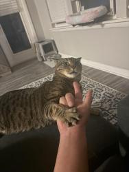 Lost Male Cat last seen Near banner lake circle apto 05-309 código zip 32821, Orlando, FL 32821