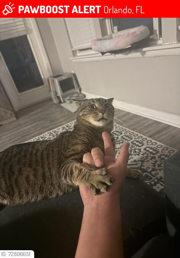 Lost Male Cat last seen Near banner lake circle apto 05-309 código zip 32821, Orlando, FL 32821