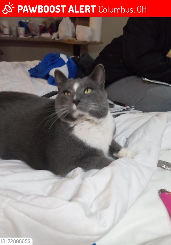 Lost Male Cat last seen Near , Columbus, OH 43229