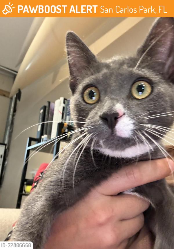 Found/Stray Male Cat last seen San Carlos blvd. Sebring blvd, San Carlos Park, FL 33967