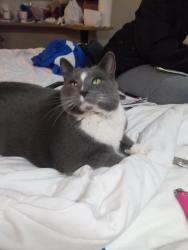 Lost Male Cat last seen Near , Columbus, OH 43229