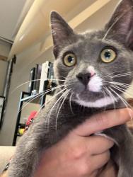 Found/Stray Male Cat last seen San Carlos blvd. Sebring blvd, San Carlos Park, FL 33967