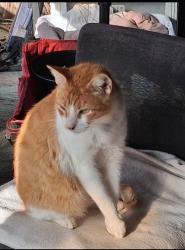 Lost Male Cat last seen Miller Ranch , Pearland, TX 77584